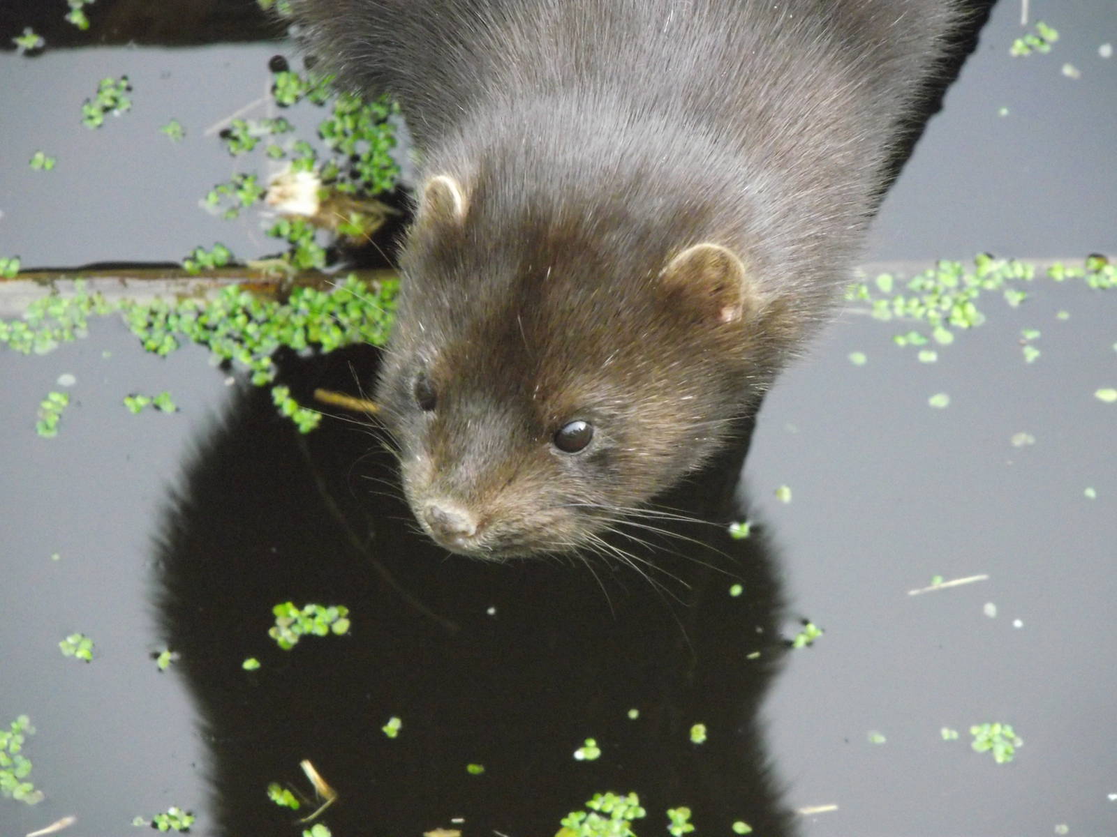 american mink 050311