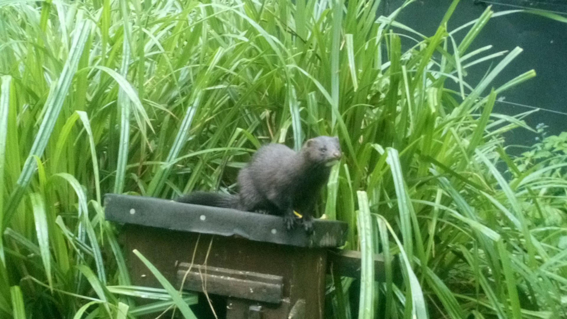 American mink 30 June 2021