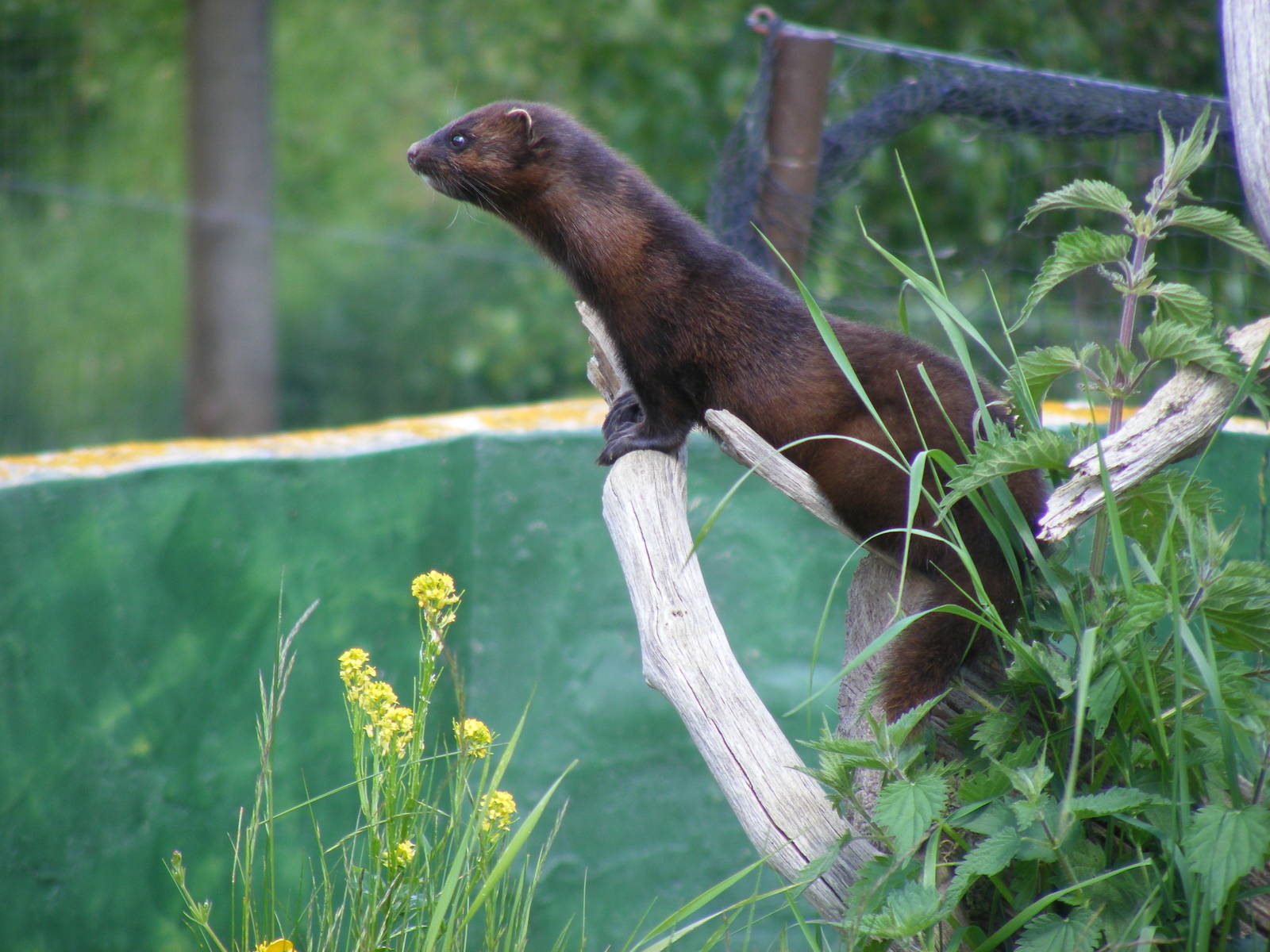 American mink at British Wildlife Centre, 30 May 2010