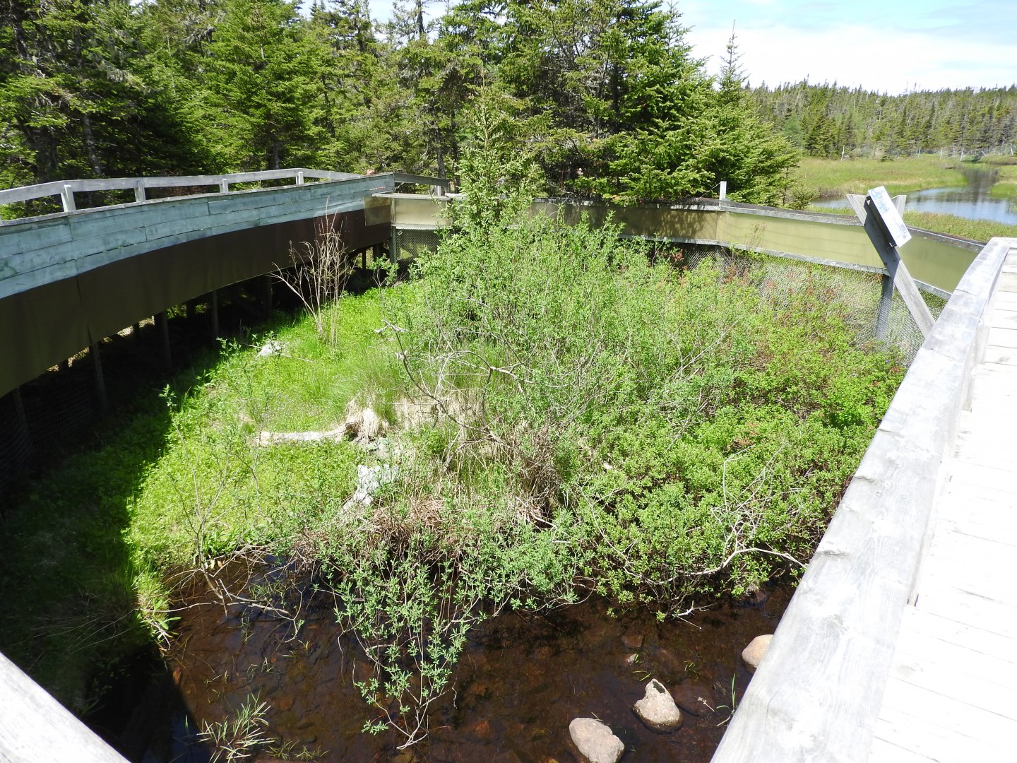 American Mink enclosure