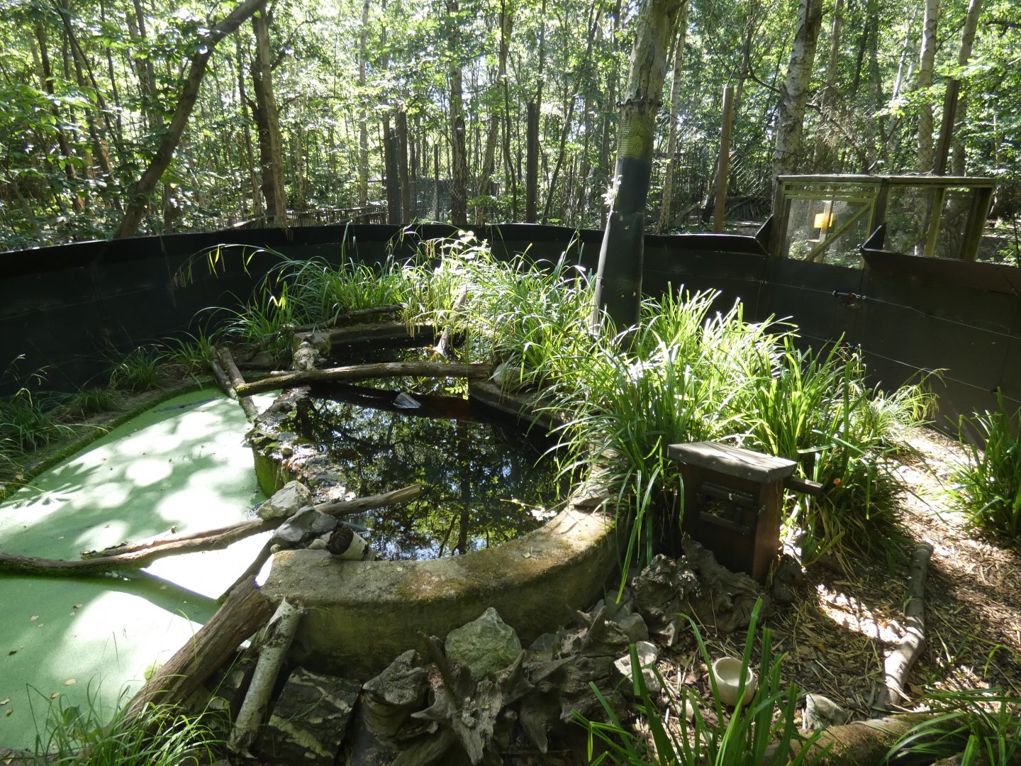 American Mink enclosure