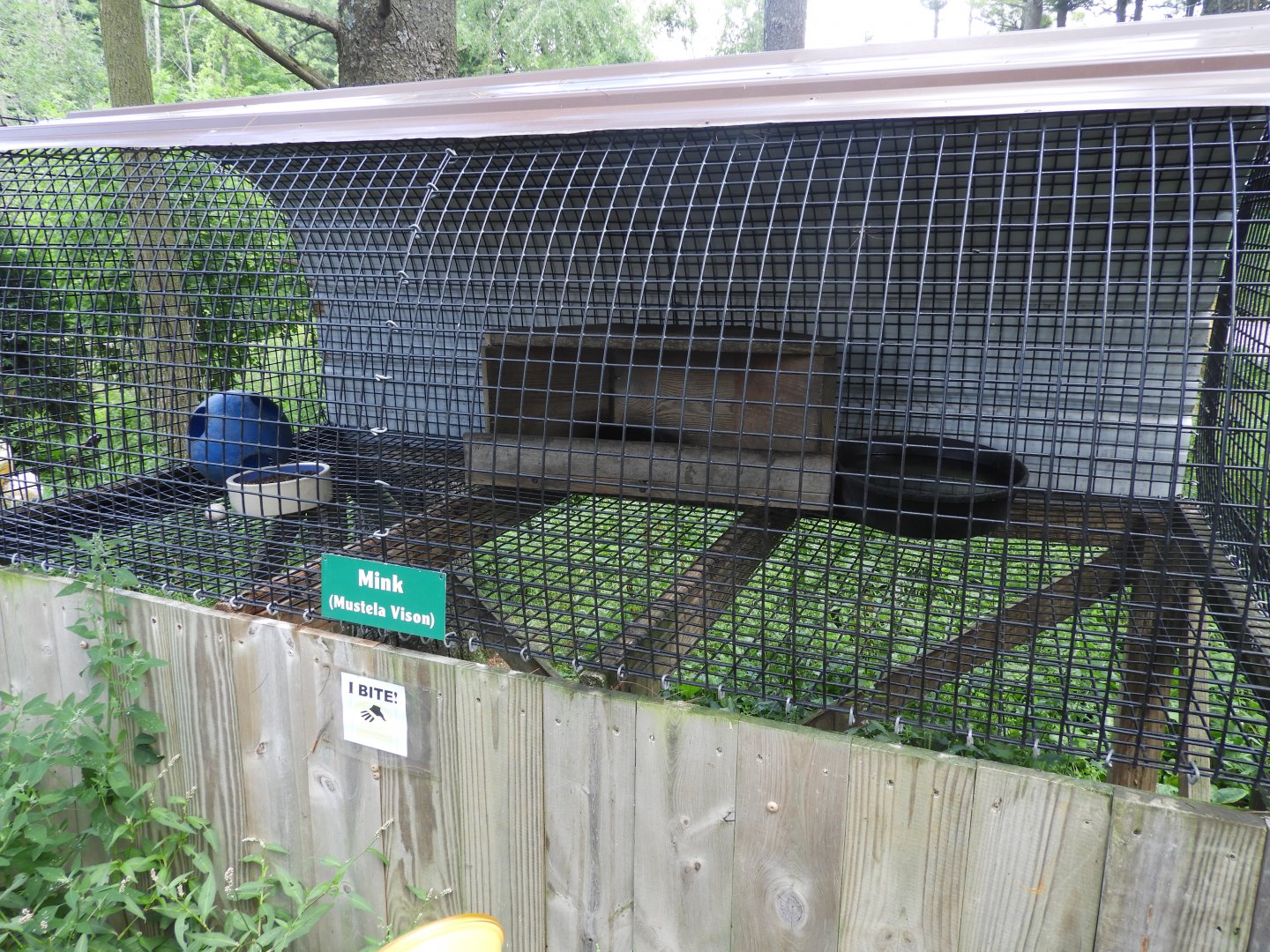 American Mink exhibit
