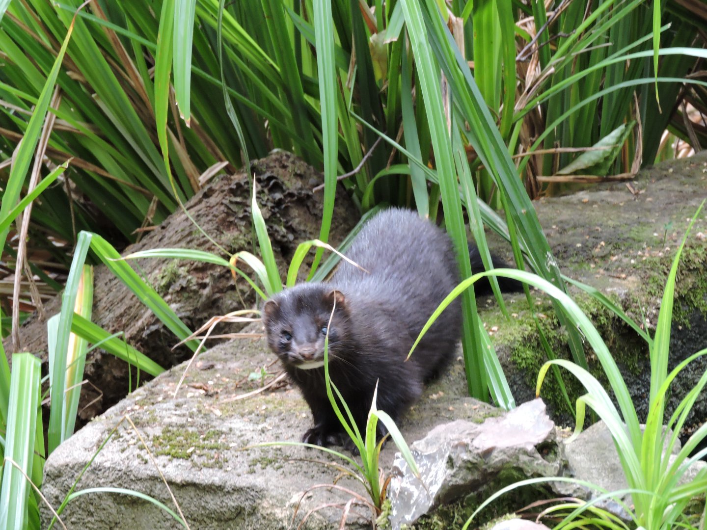 American Mink - July 2022
