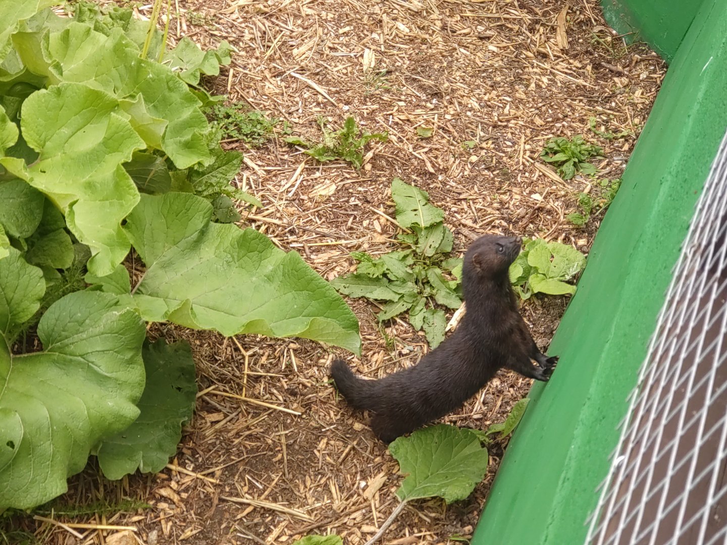 American mink may 2024