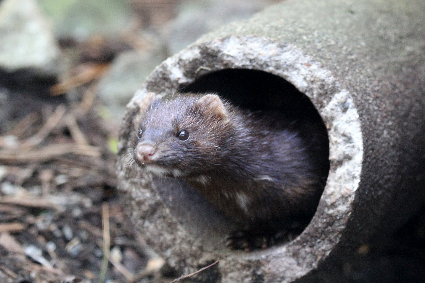 American mink (Neovison vison)