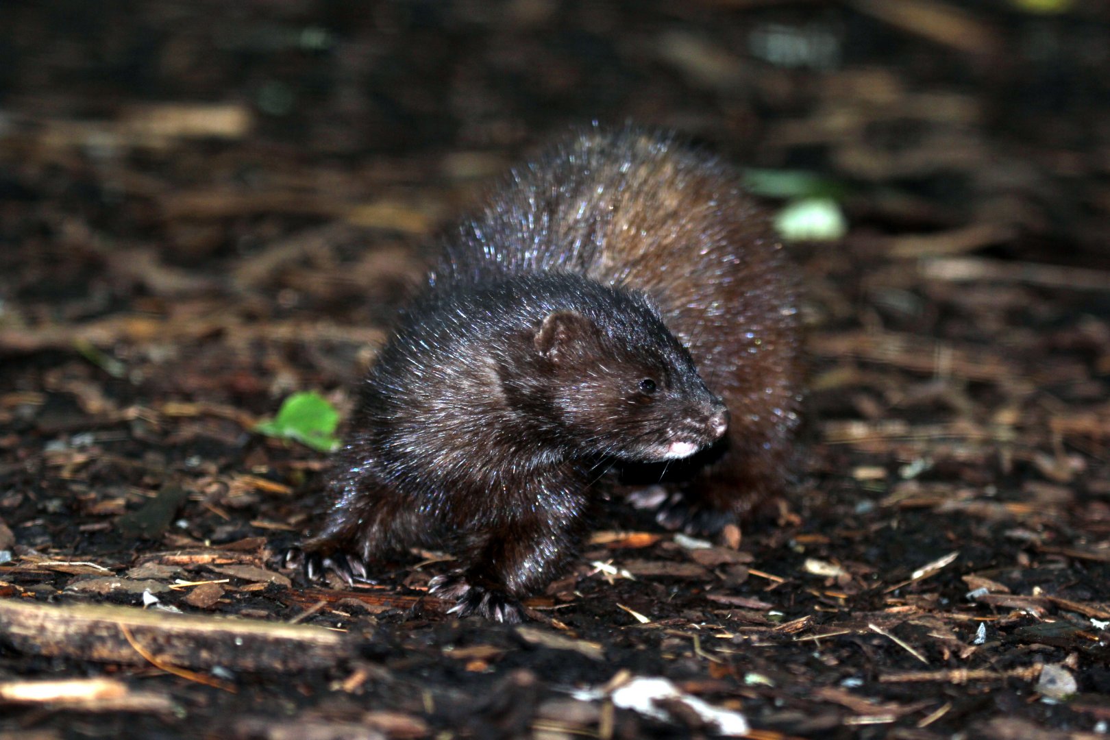 American mink (Neovison vison)