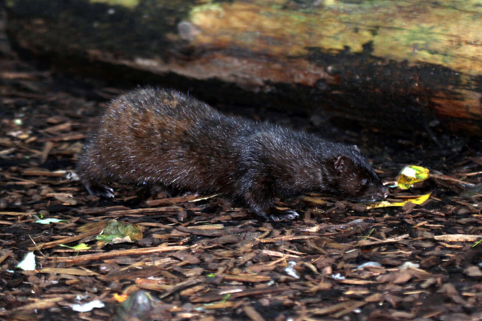 American mink (Neovison vison)