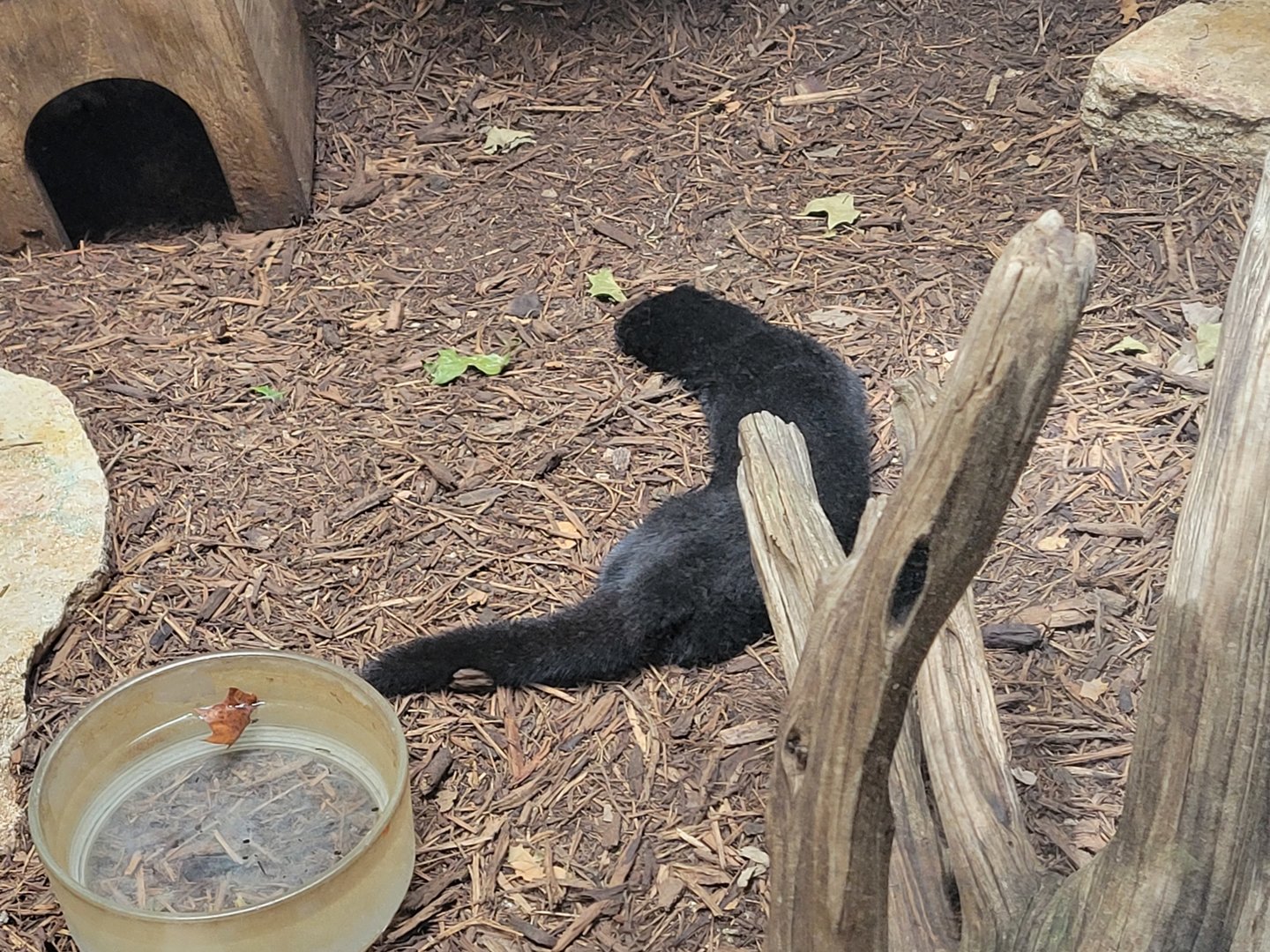 American Mink(Neovison vison)