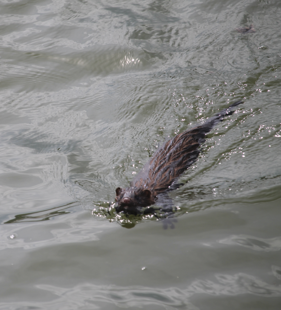 American Mink (Neovison vison)