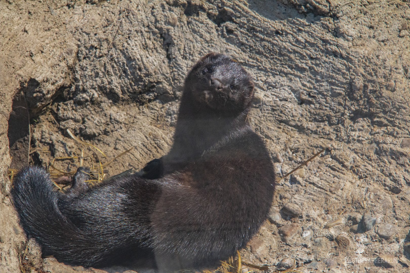 American mink-Unique furbearer exhibits