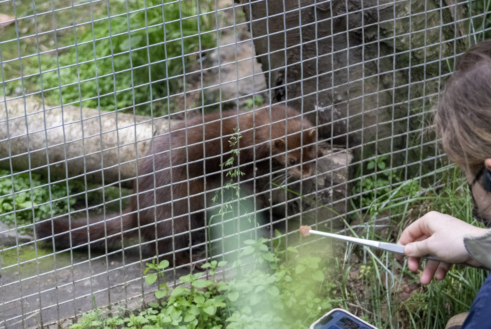 American Mink with keeper