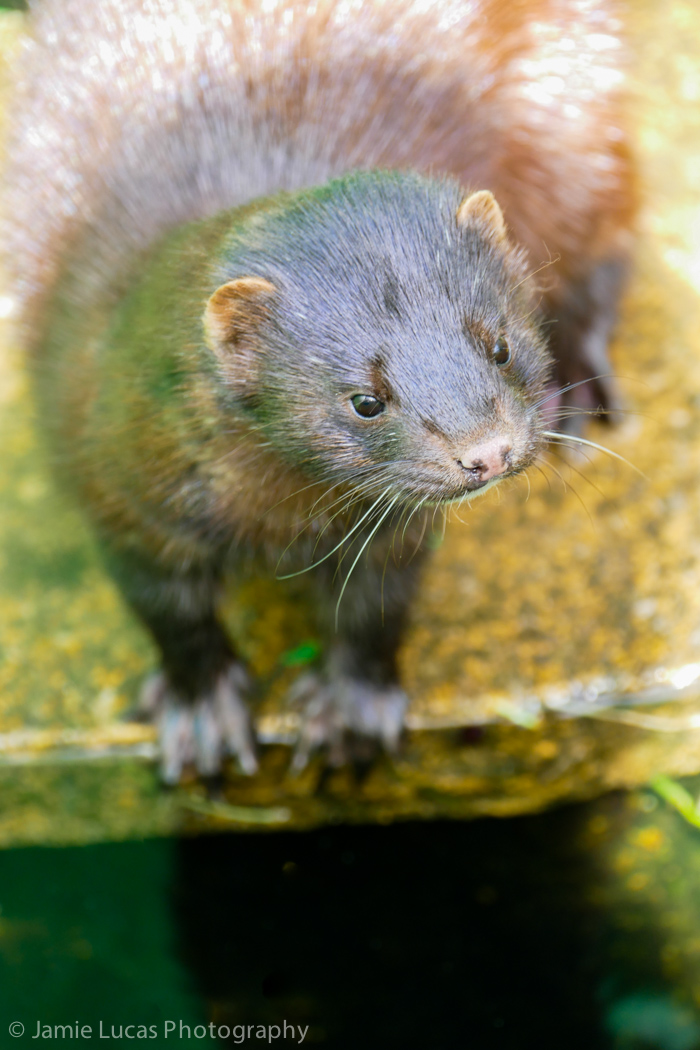 American Mink