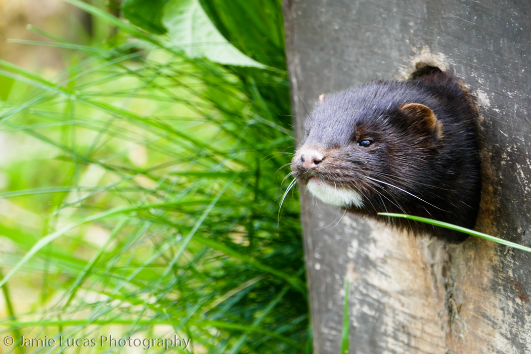 American Mink