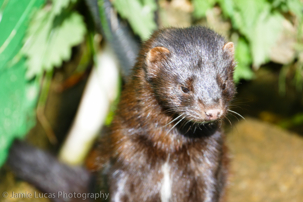American Mink
