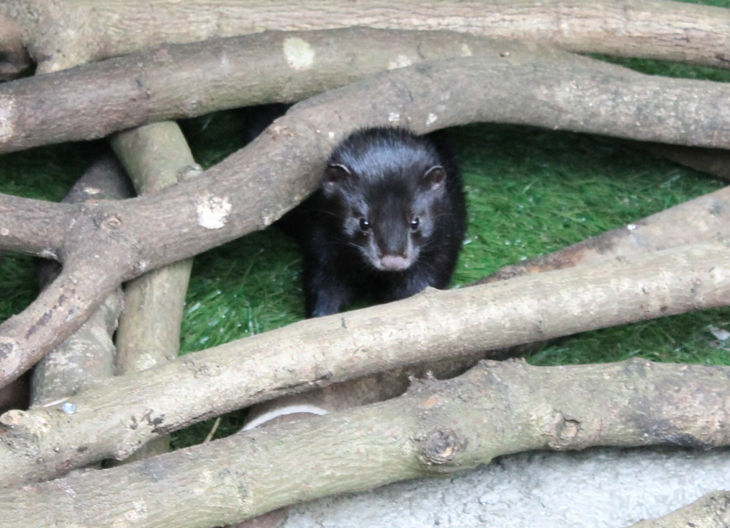 American Mink