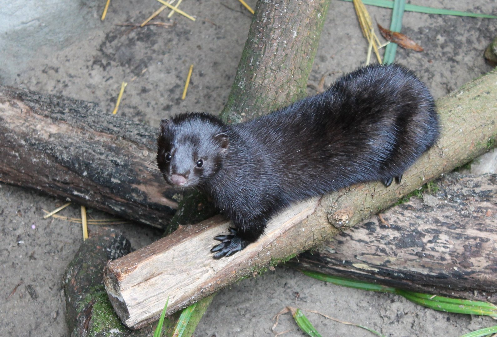 American Mink