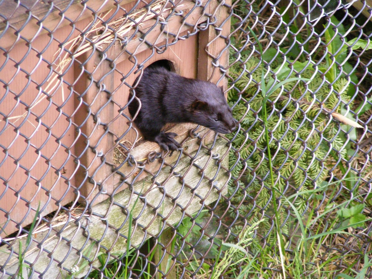American Mink
