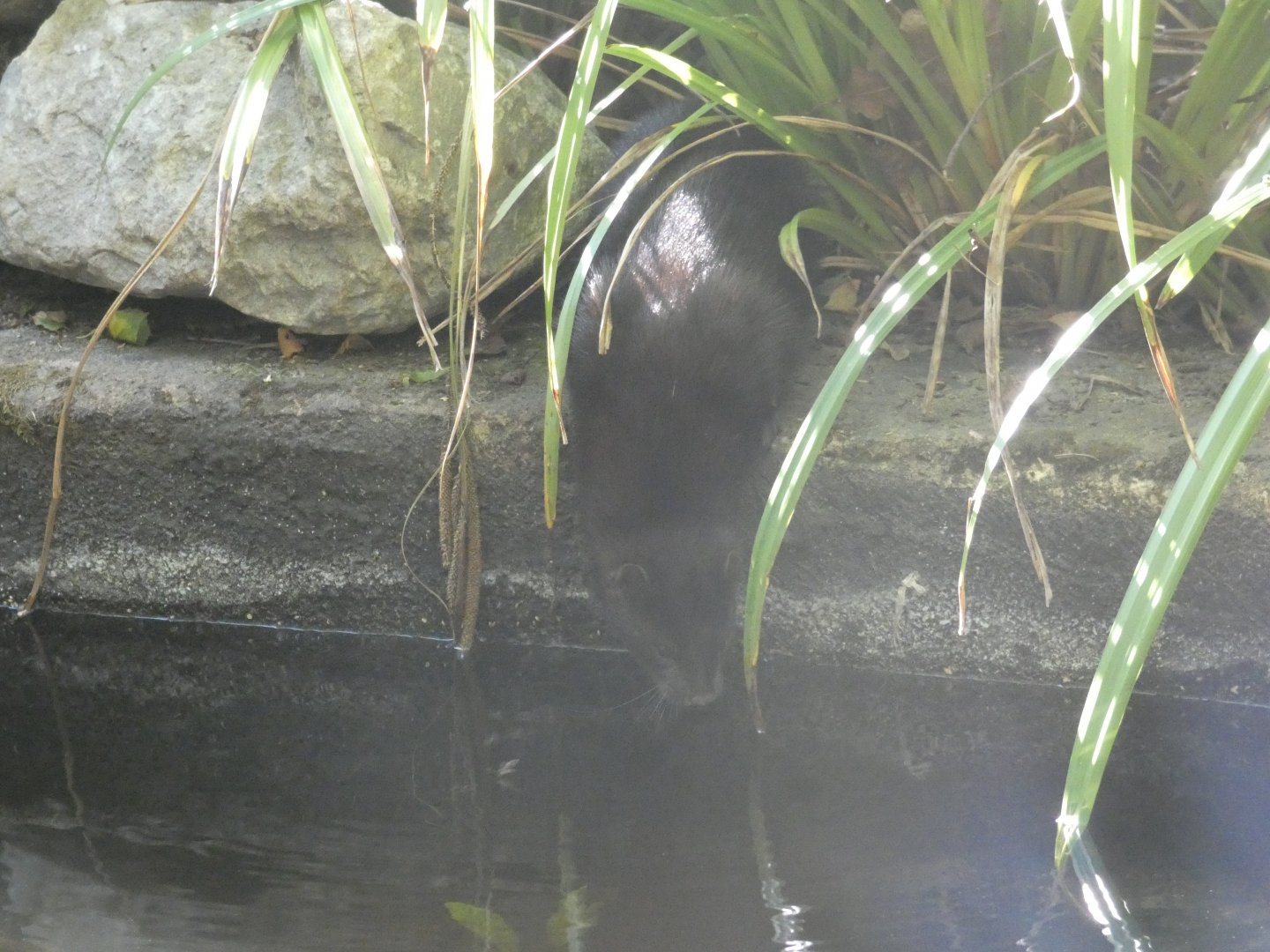 American Mink
