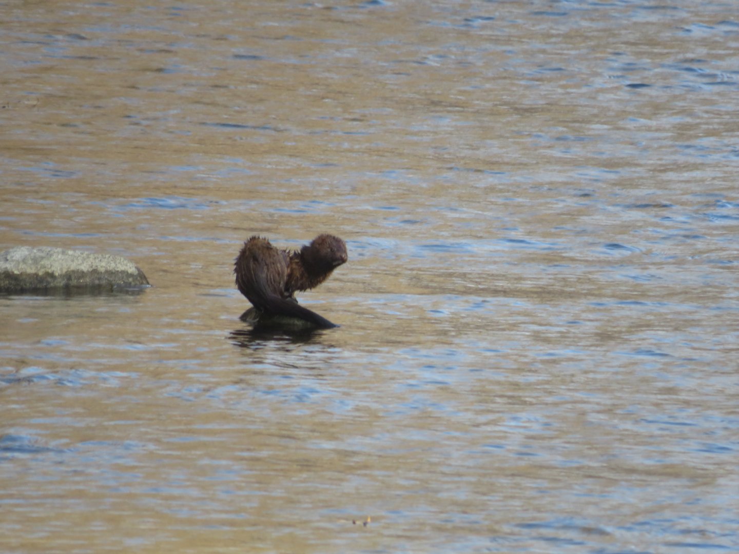 American mink