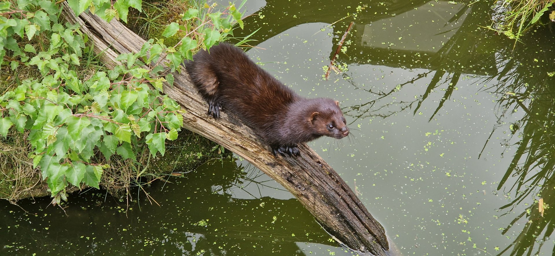 American Mink