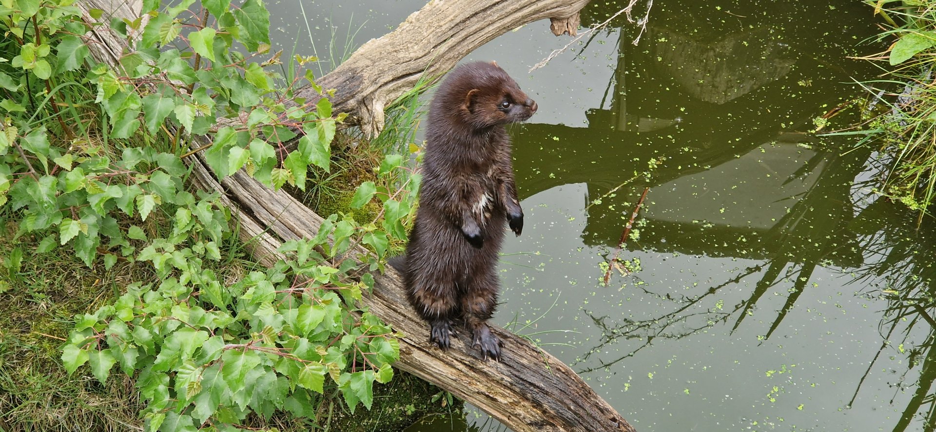American Mink