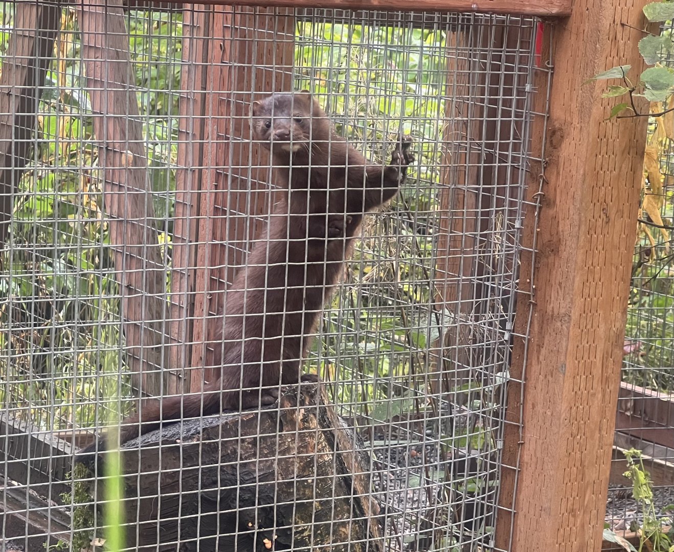 American Mink