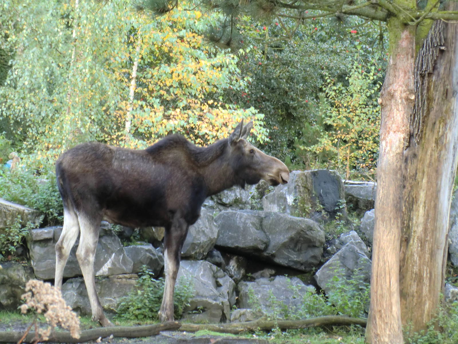 American Moose, 24-10-2010