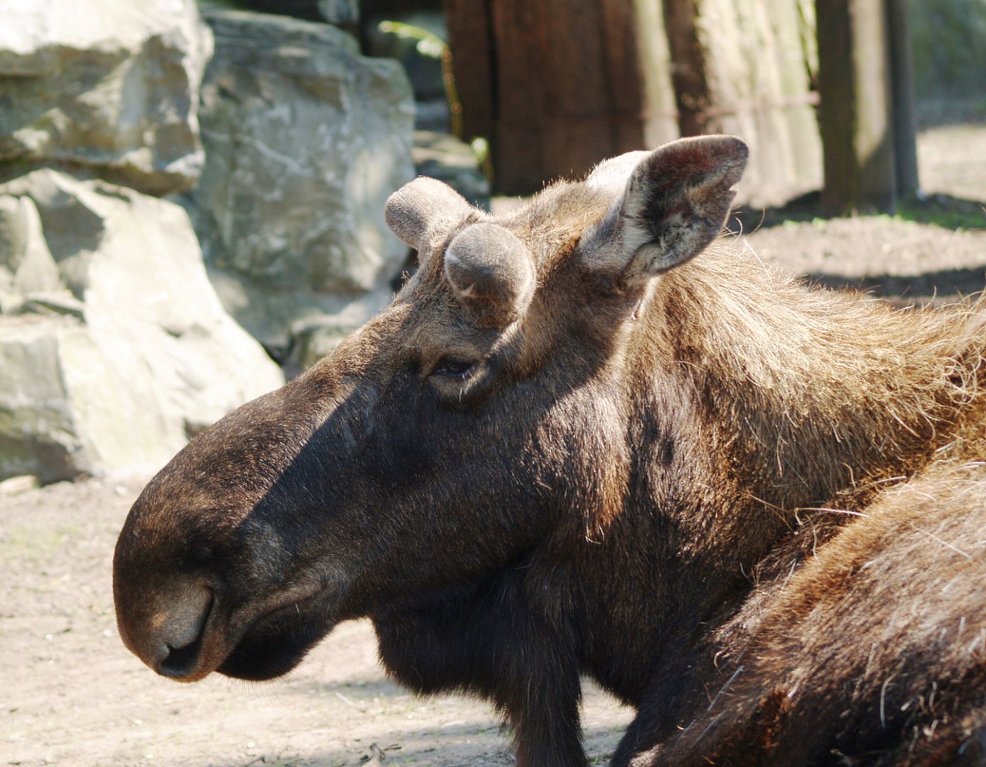 American moose (Alces alces americanus), 2009-04-19