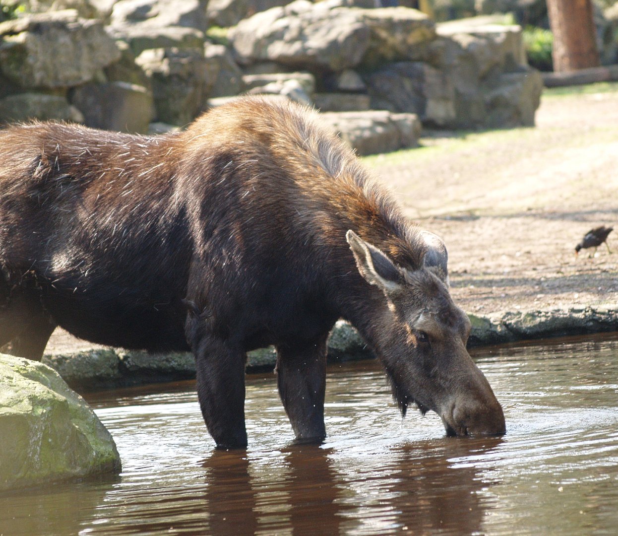 American moose (Alces alces americanus), 2009-04-19