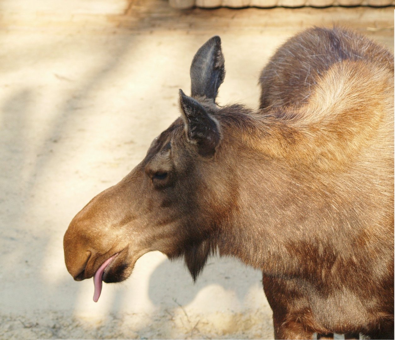 American moose (Alces alces americanus), 2009-04-19