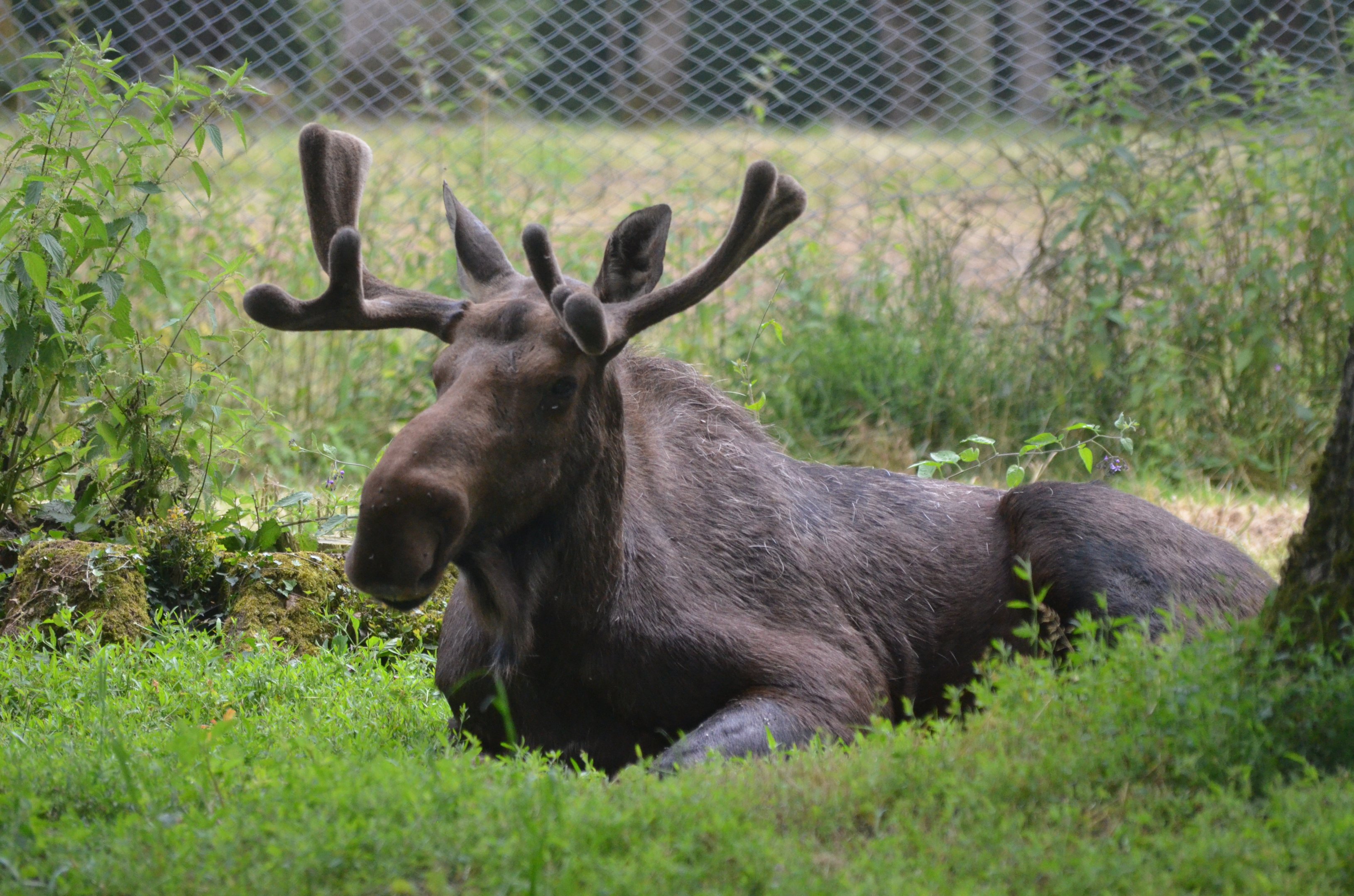 American Moose at Haute-Touche, 14/06/18