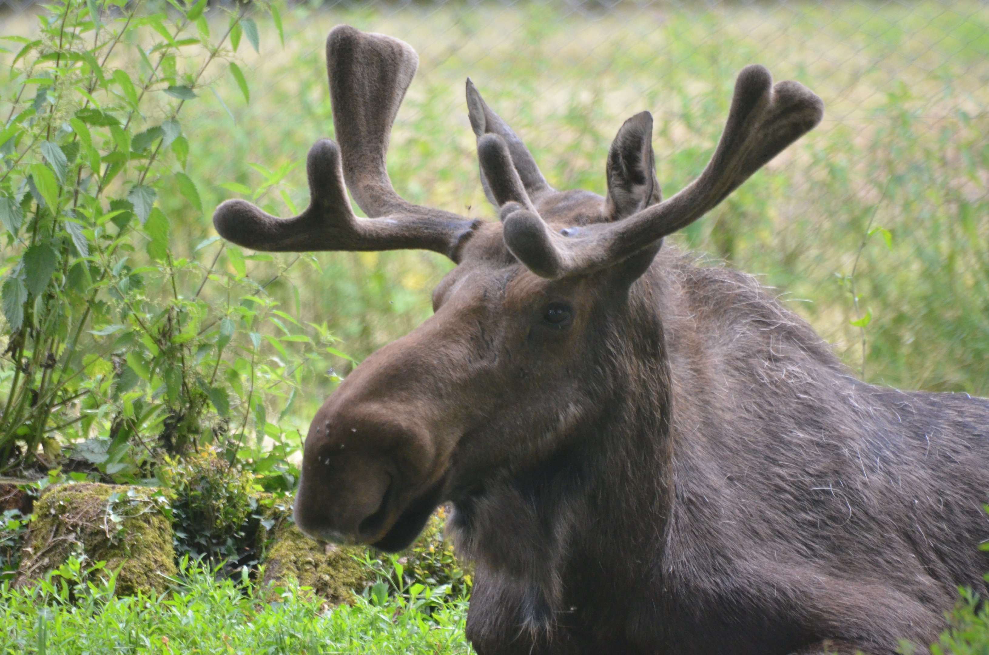 American Moose at Haute-Touche, 14/06/18