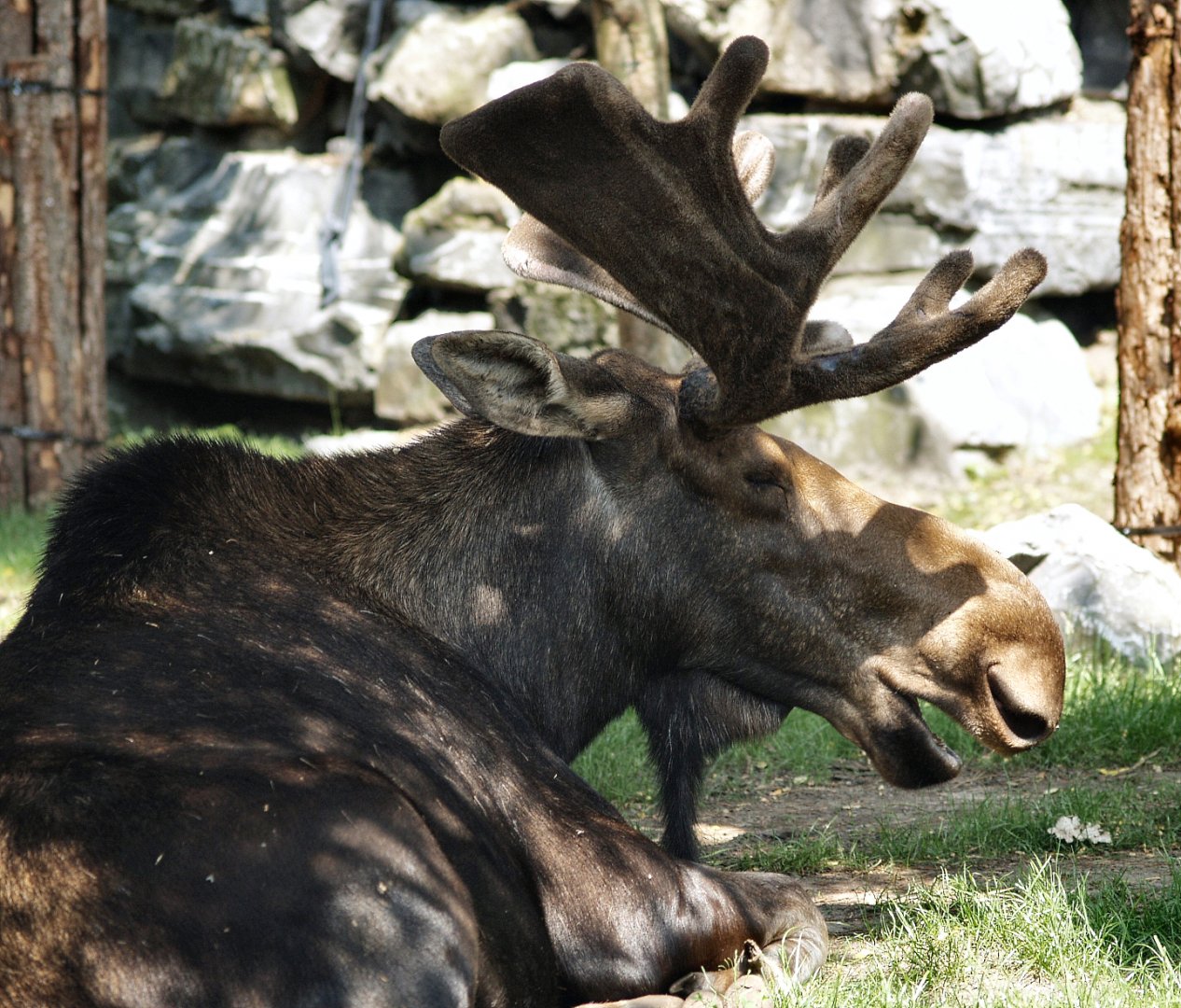 American moose bull (Alces alces americanus), 2006-07-08