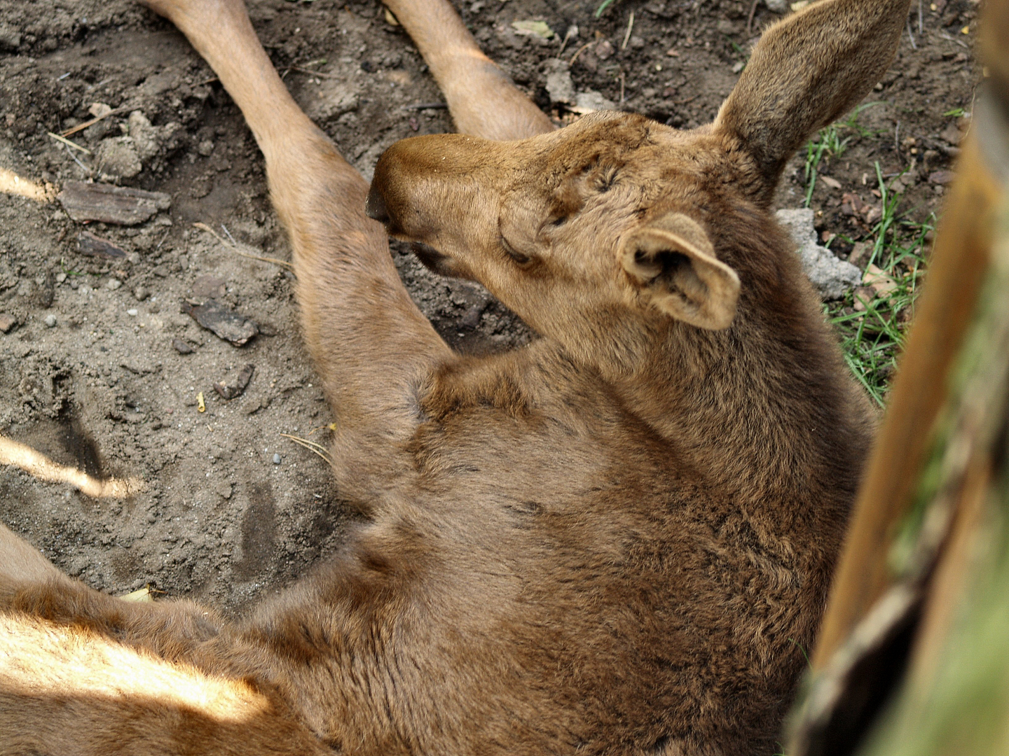 American moose calf (Alces alces americanus), 2006-07-08