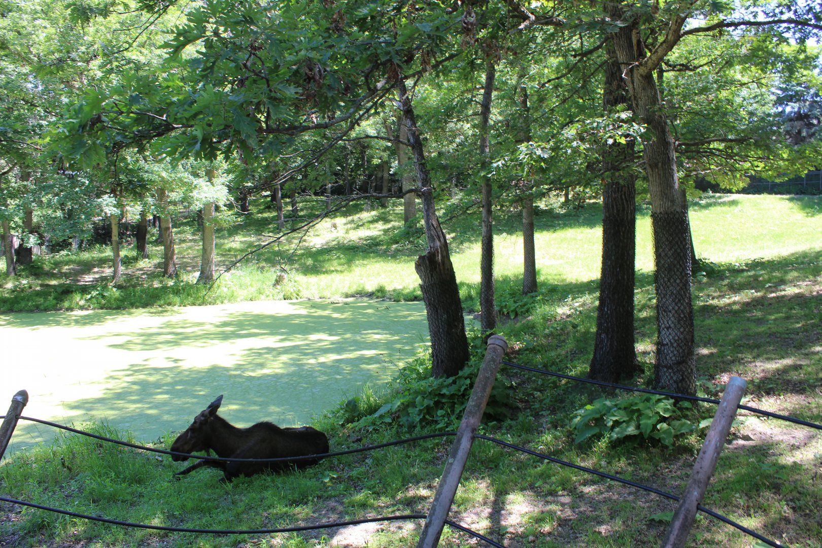 American Moose Exhibit - Northern Trail
