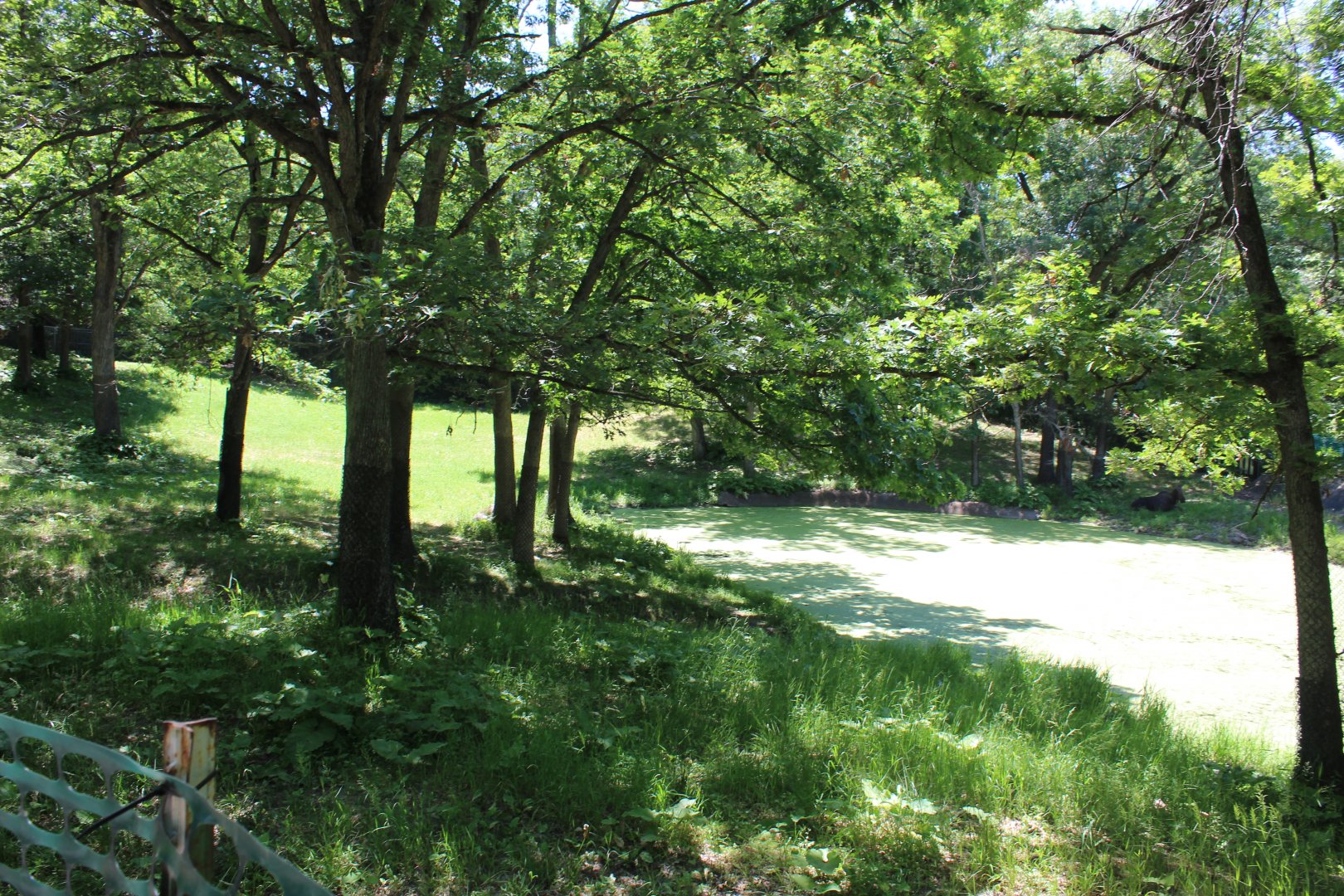 American Moose Exhibit - Northern Trail
