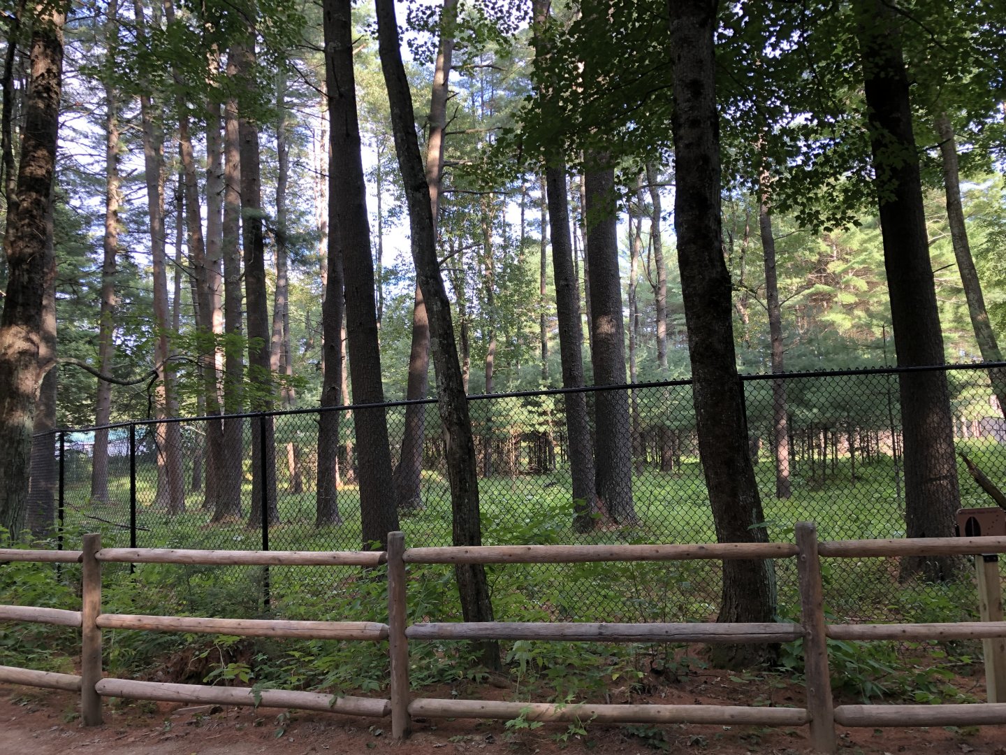 American Moose Exhibit