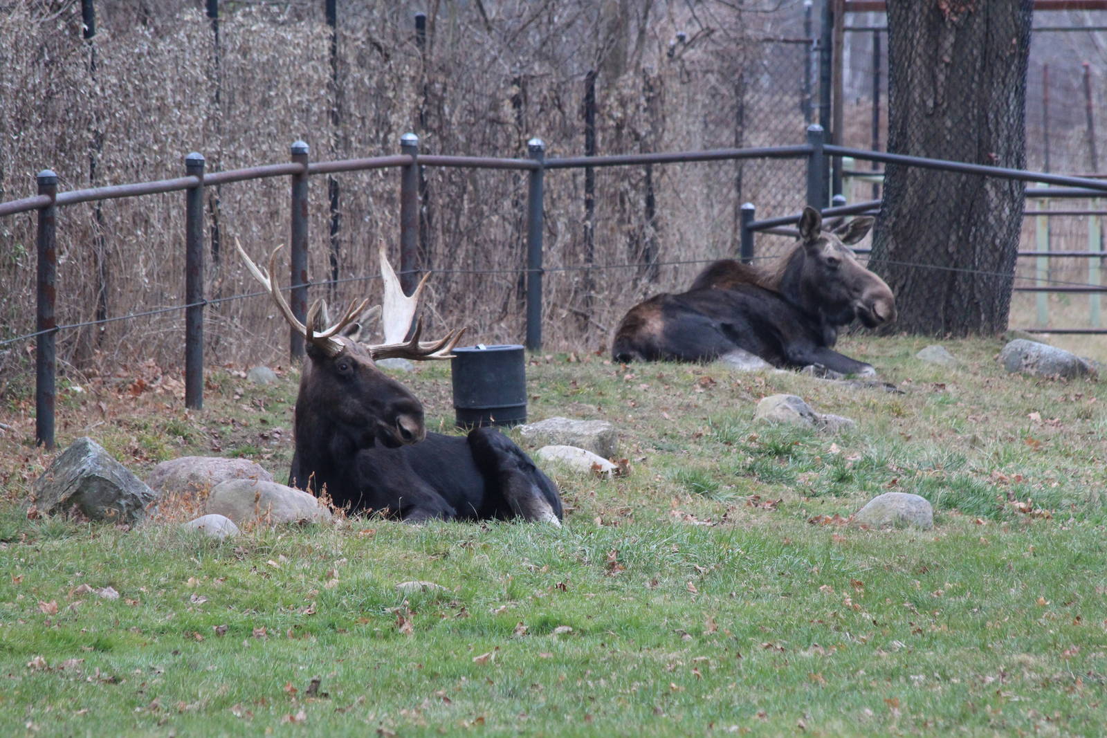 American Moose - Nov 2012