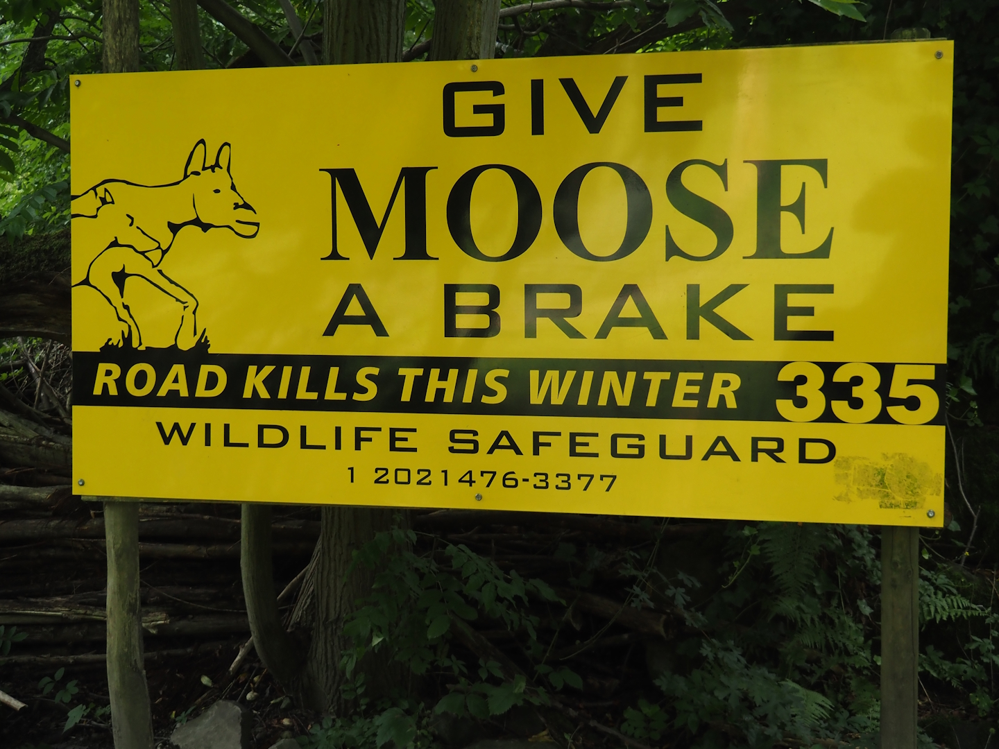 American moose sign, 2024-08-05
