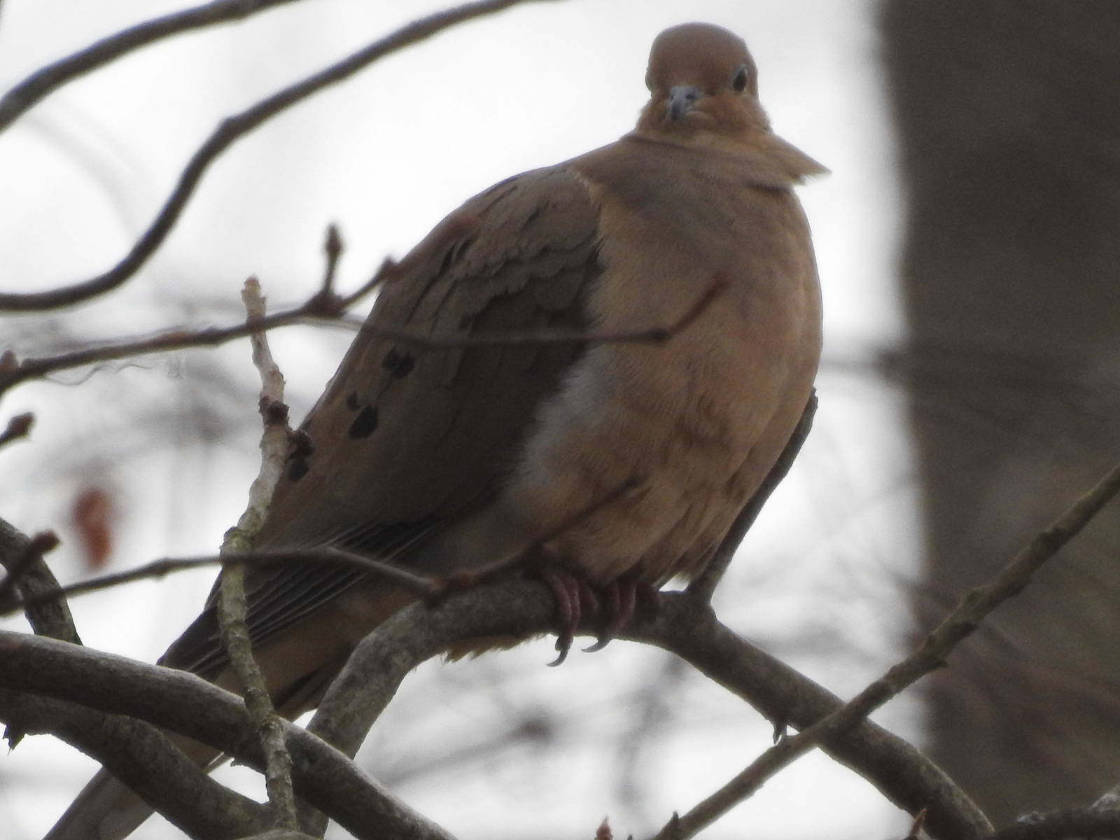 American Mourning Dove