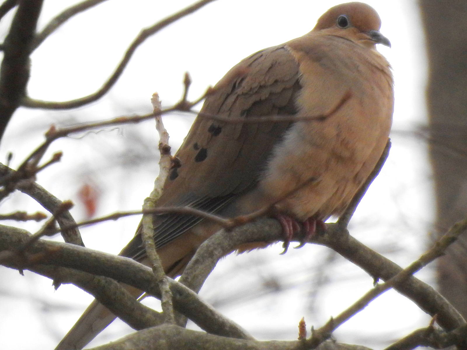 American Mourning Dove