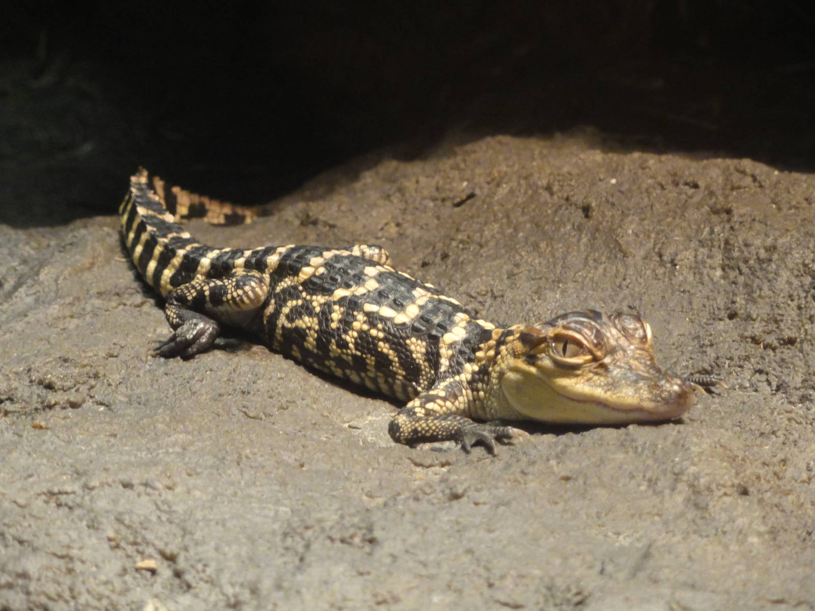 American Museum of Natural History: July 2016