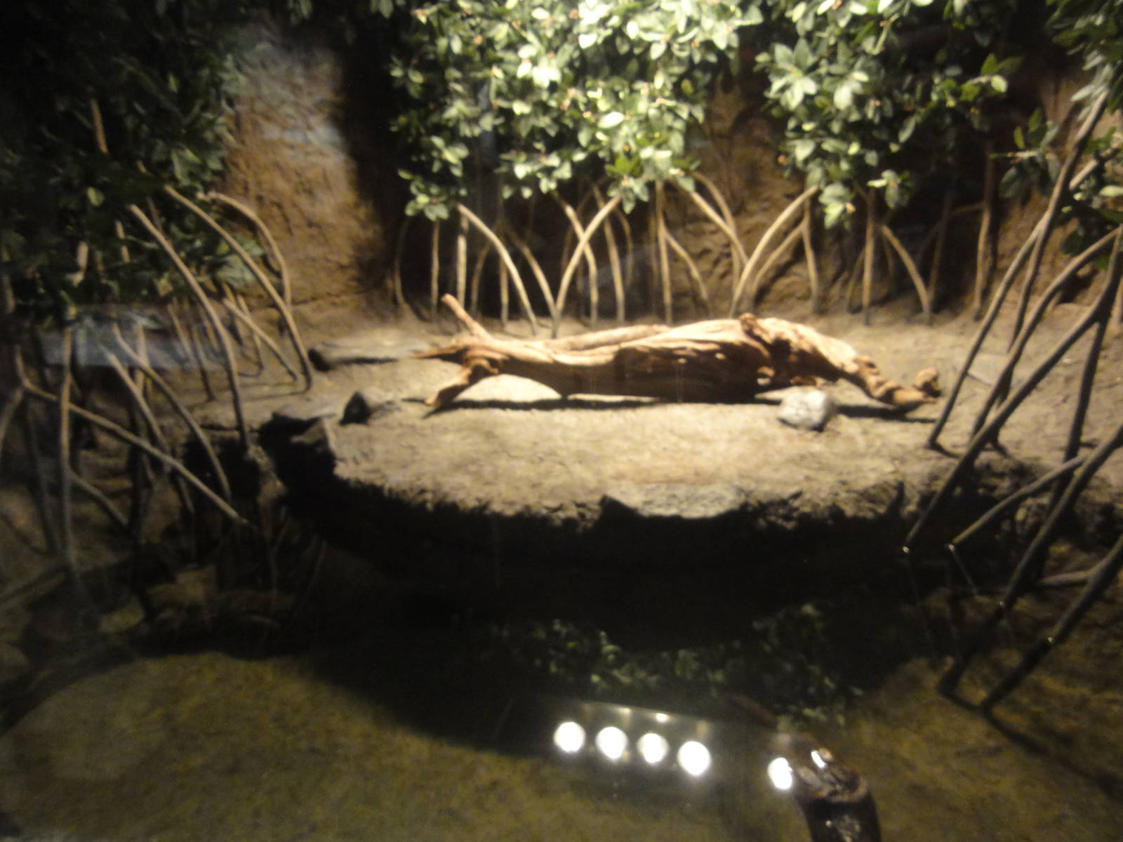 American Museum of Natural History: July 2016