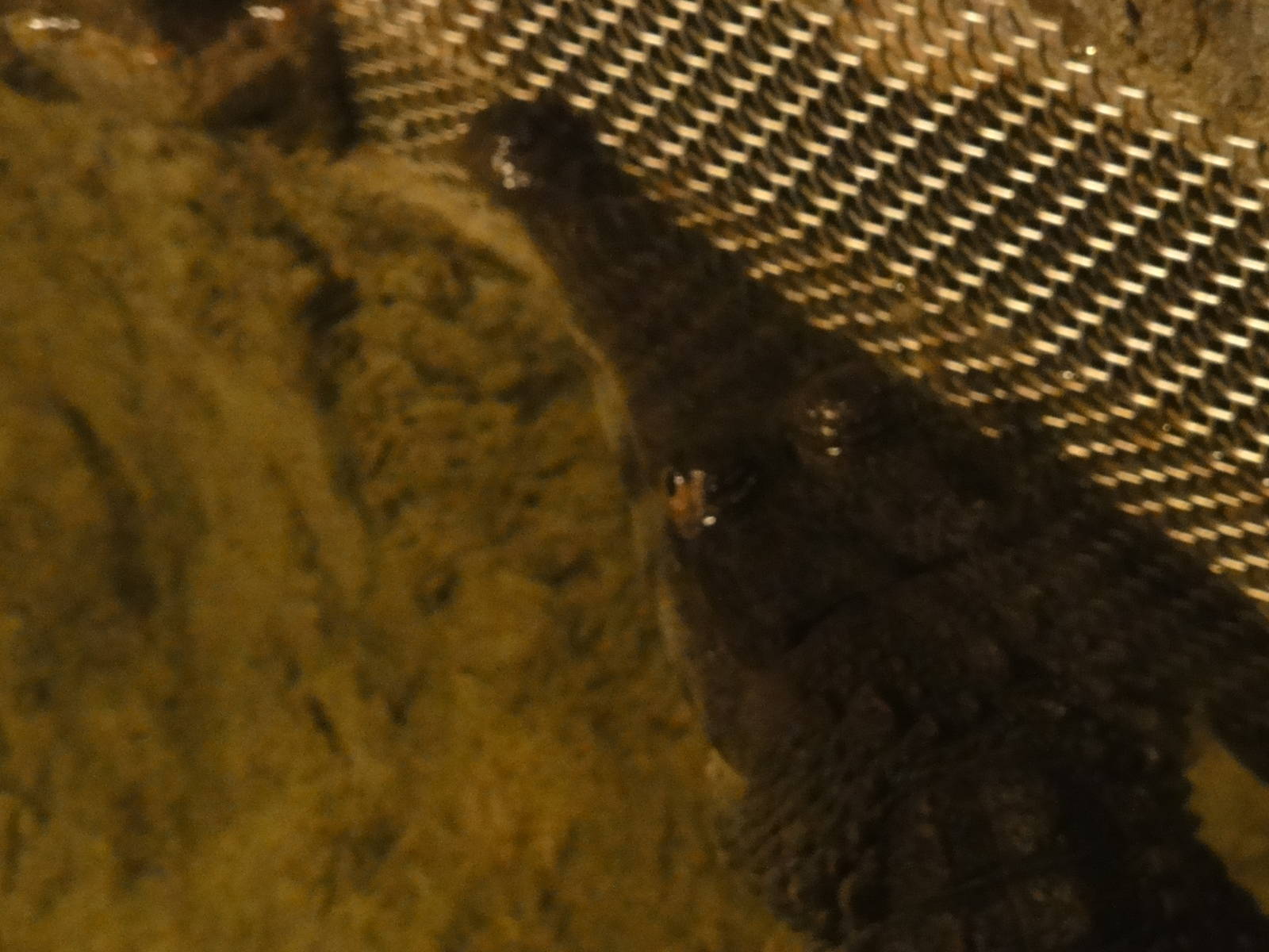 American Museum of Natural History: July 2016