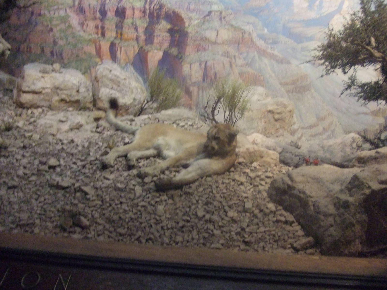 American Museum of Natural History