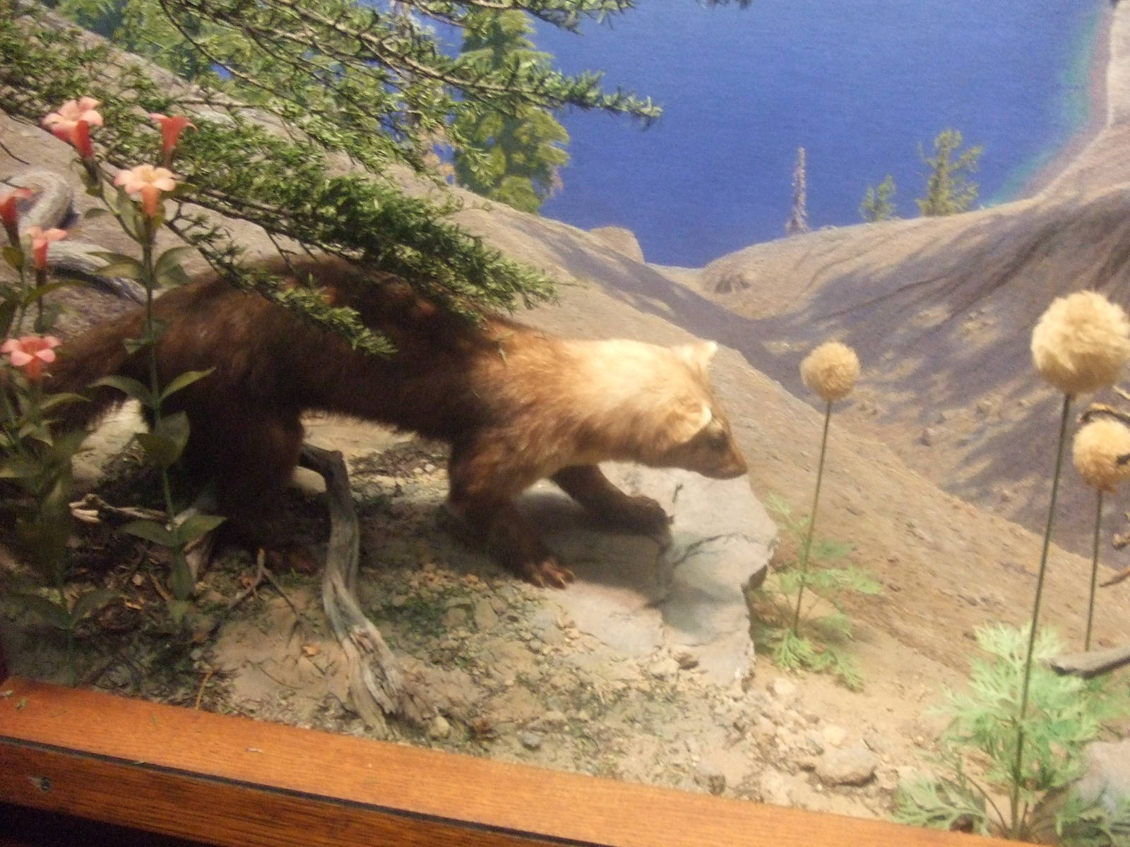 American Museum of Natural History