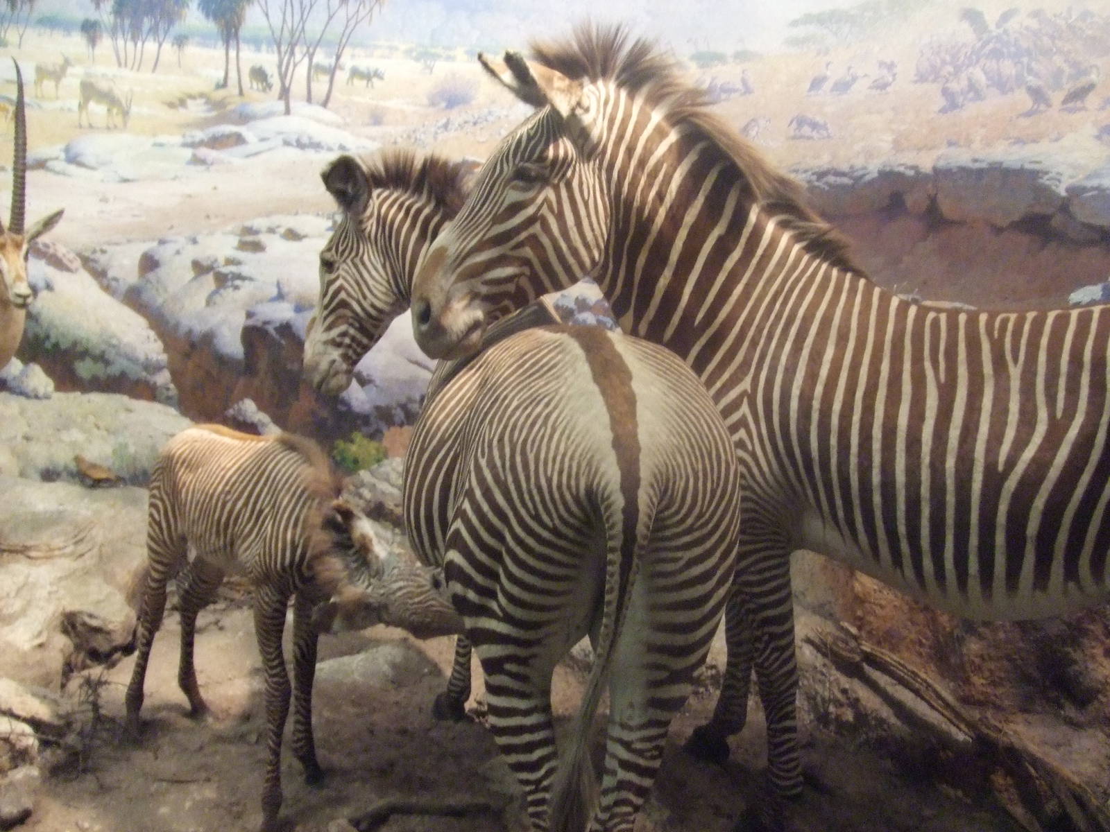 American Museum of Natural History