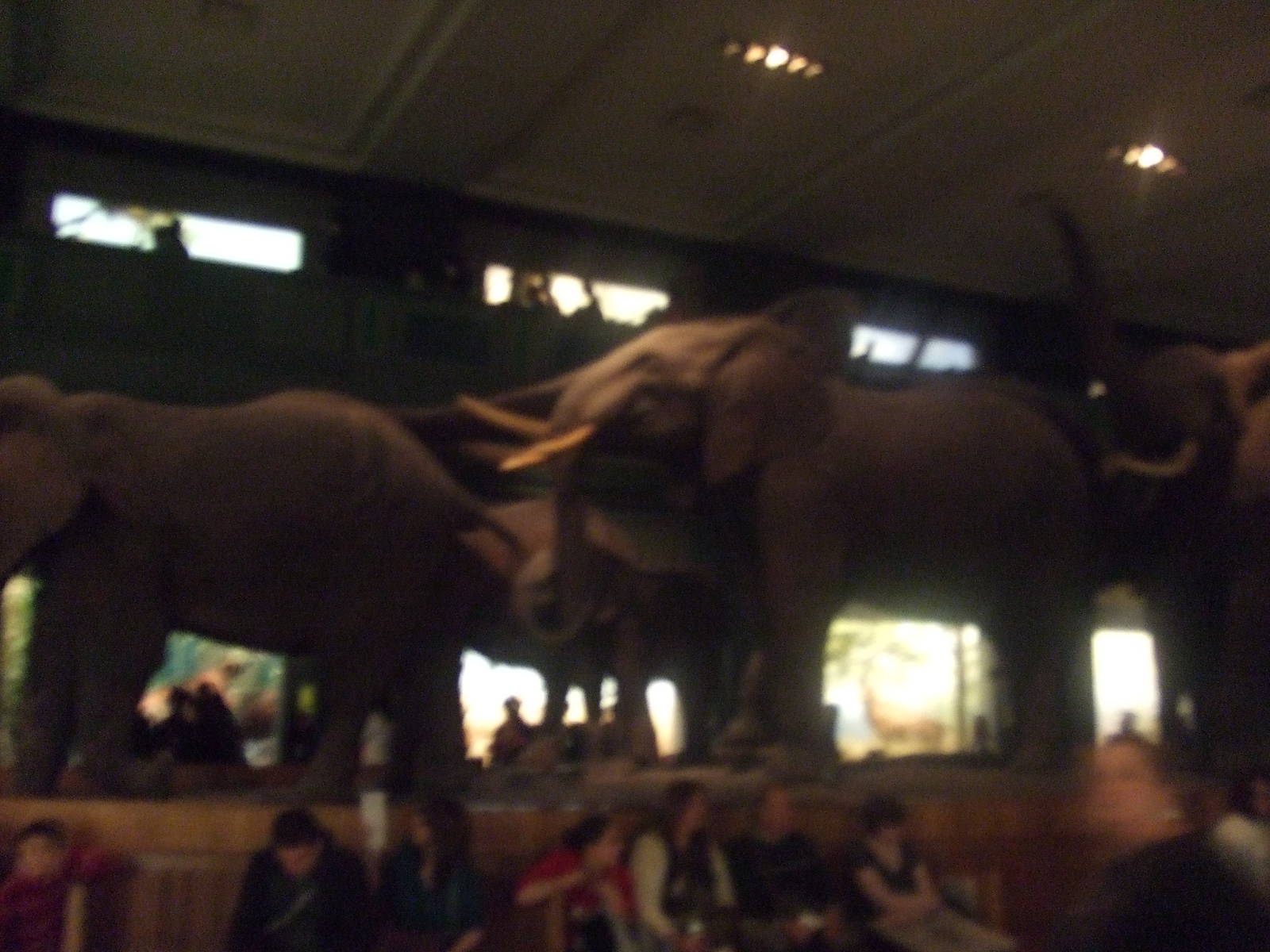 American Museum of Natural History