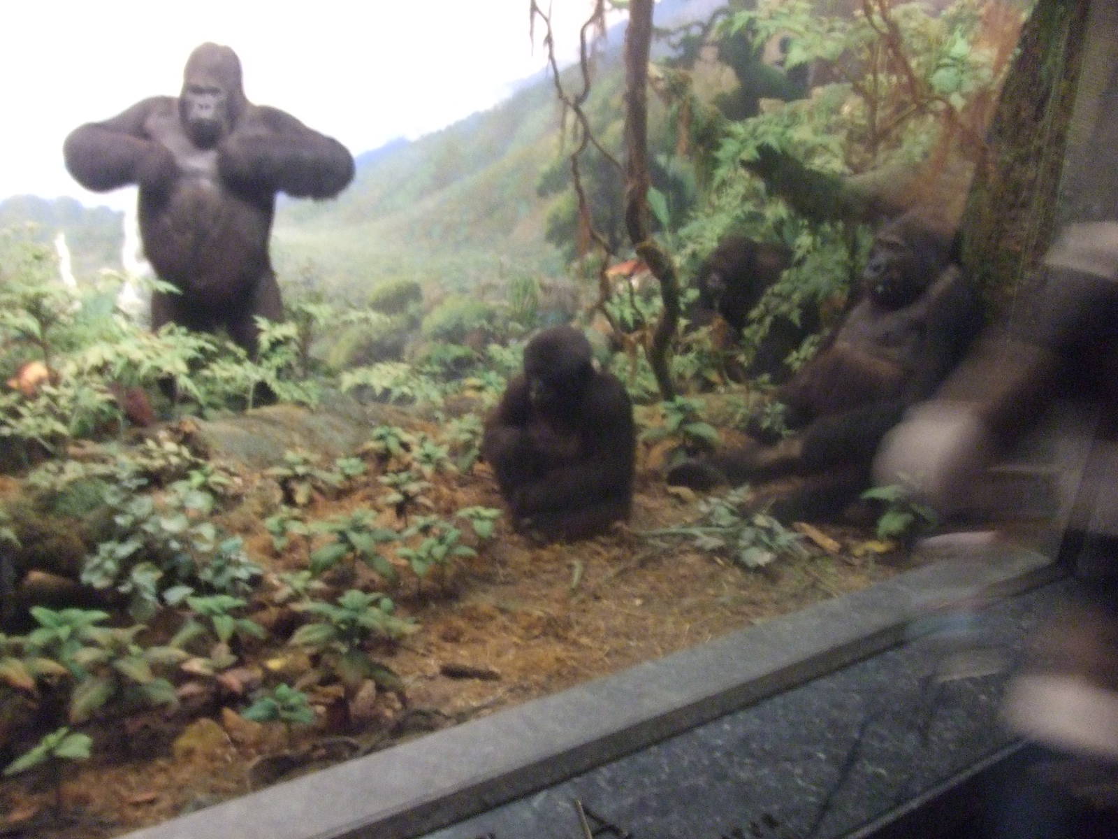 American Museum of Natural History