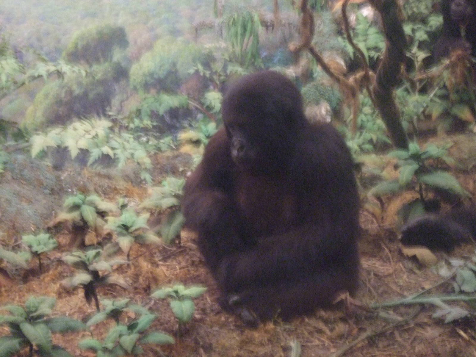 American Museum of Natural History